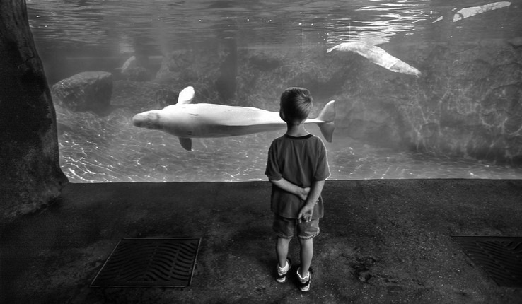 A child at an aquarium watches a small beluga whale swim in its enclosure.