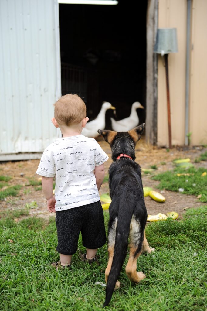 The Role of Pet Dogs in Cultivating Warmth and Responsibility in Adopted Children, A Supportive Bond